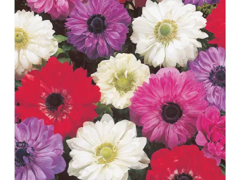 Anemone 'St. Brigid'