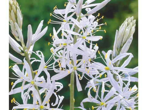 Camassia cusickii