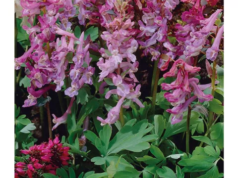 Corydalis solida