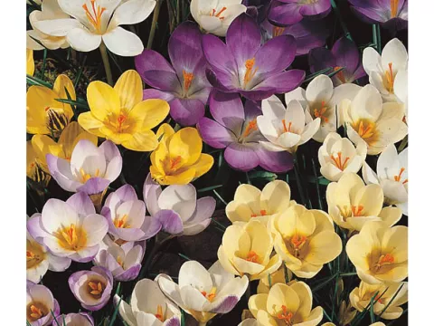 Crocus bot. 'Mix'