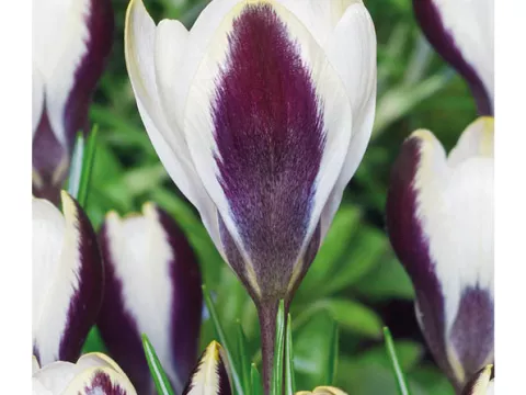 Crocus bot. 'Panda'