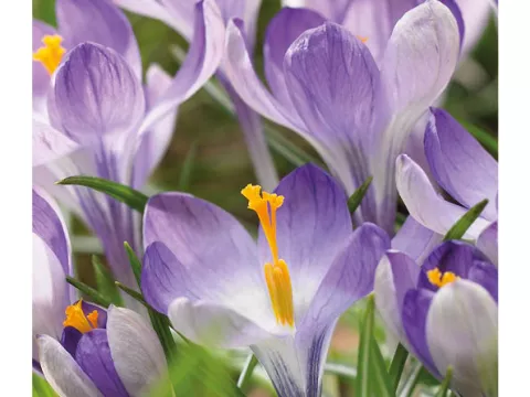Crocus bot. 'Yalta'