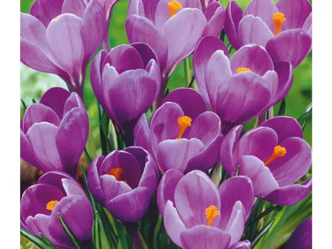 Crocus vernus 'Remmerbranche'