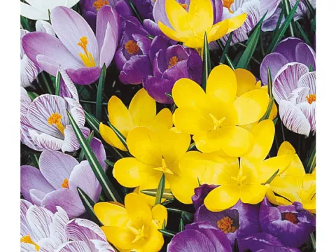 Crocus vernus 'Mix'