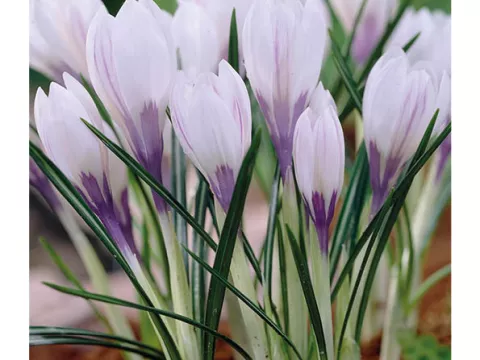 Crocus vernus 'Silver Coral'