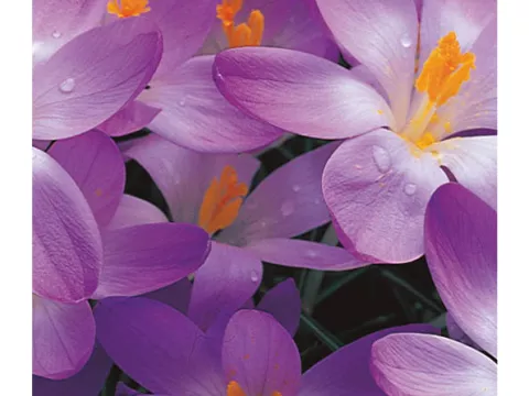 Crocus bot. 'Whitewell Purper'