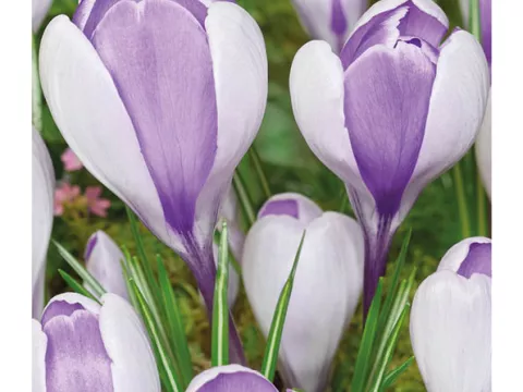 Crocus vernus 'Whale Shark'