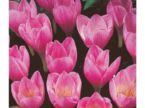 Crocus 'Zonatus'