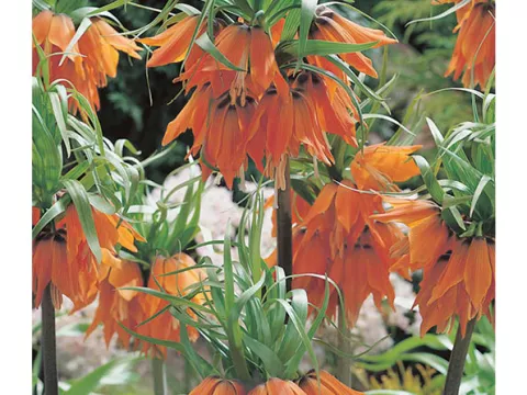 Fritillaria imper. 'Prolifera'