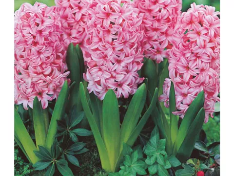 Hyacinthus jac. 'Anne Marie'