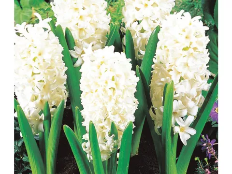 Hyacinthus jac. 'Carnegie'