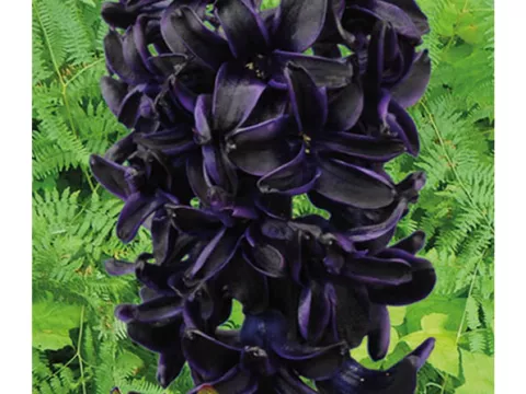 Hyacinthus 'Dark Dimension'