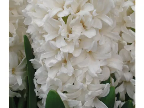 Hyacinthus 'Double White'