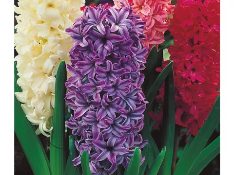 Hyacinthus gemengd