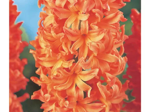 Hyacinthus jac. 'Gipsy Queen'