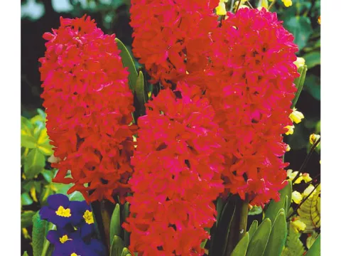 Hyacinthus jac. 'Jan Bos'