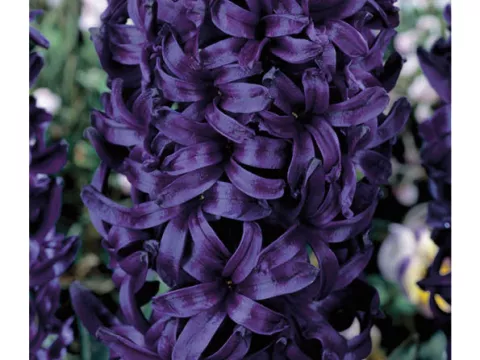 Hyacinthus jac. 'Kronos'