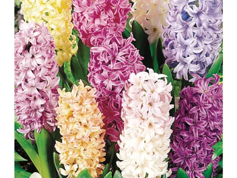 Hyacinthus jac. 'Pastel Mix' (mengsel Sorolla)