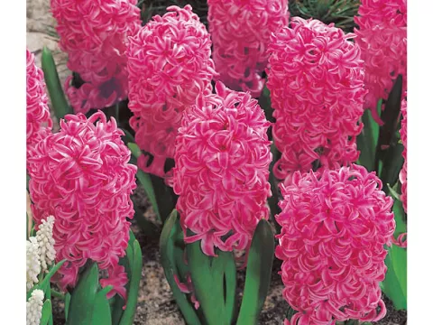 Hyacinthus jac. 'Pink Pearl'