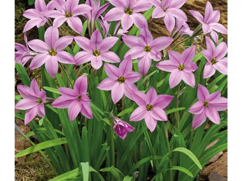 Ipheion uniflorum 'Charlotte Bishop'