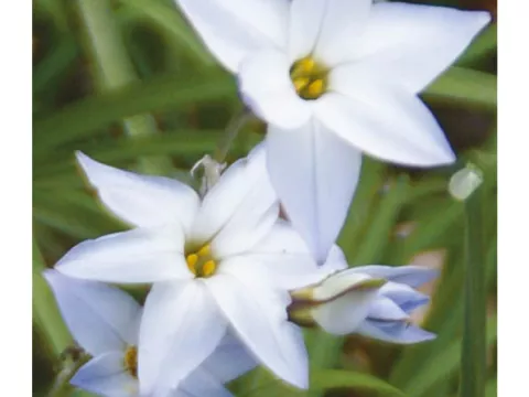 Ipheion uniflorum