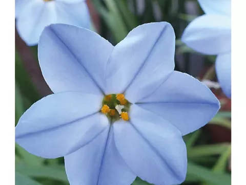 Ipheion uniflorum 'Wisley Blue'