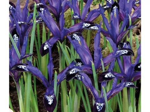 Iris reticulata 'Blue Note'