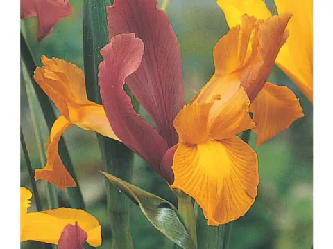 Iris hol. 'Bronze Perfection'