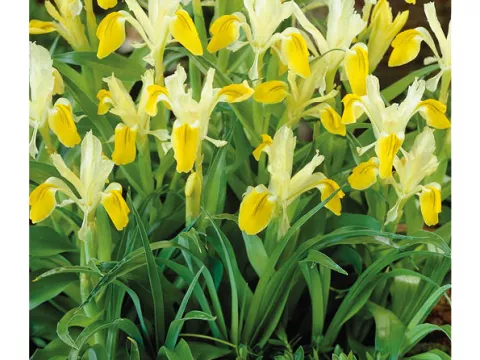 Iris bucharica