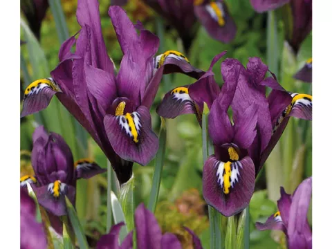 Iris reticulata 'J.S. Dijt'
