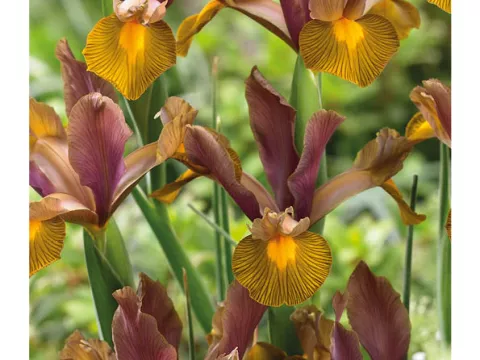 Iris hol. 'Lion King'