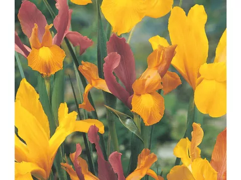 Iris hol. 'Mahogany Mix'