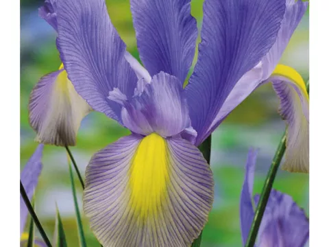 Iris hol. 'Mystic Beauty'