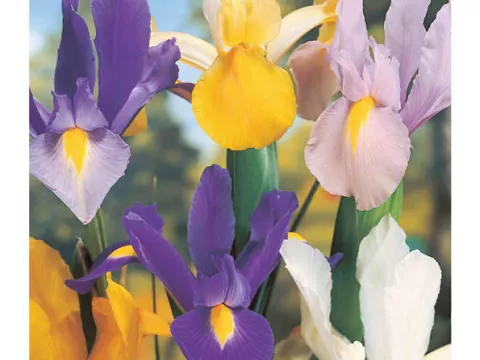Iris hol. 'Mix'