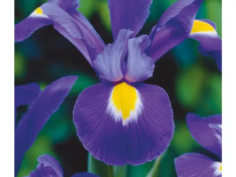 Iris hol. 'Professor Blauw'