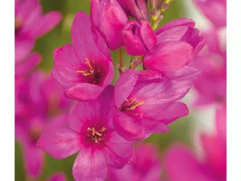Ixia 'Mabel'
