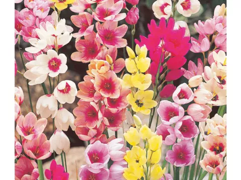 Ixia mix