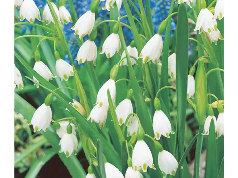 Leucojum aestivum