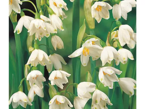 Leucojum 'Gravety Giant'