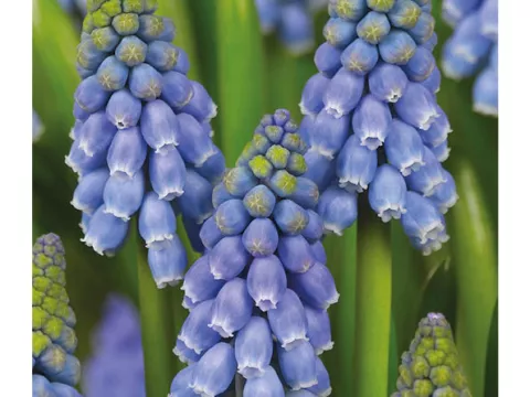 Muscari armeniacum