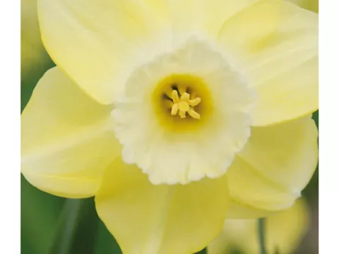 Narcis trompet 'Avalon'