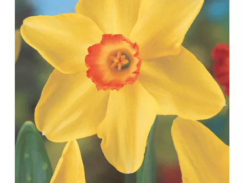Narcis trompet 'Birma'