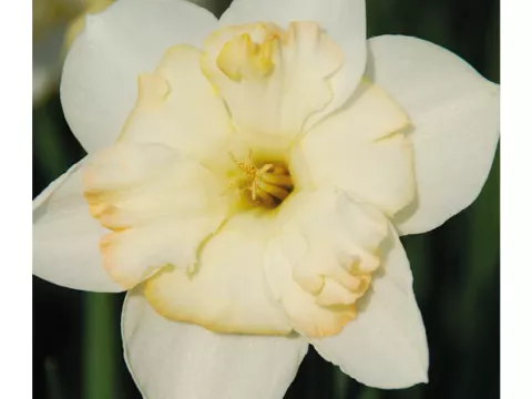 Narcis split 'Changing Colors'