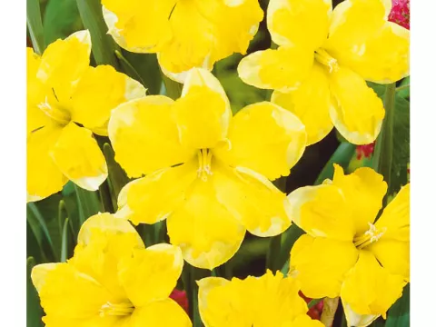 Narcis split 'Chanterelle'