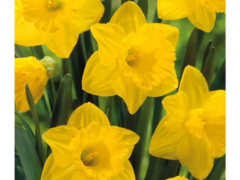 Narcis trompet 'Dutch Master'
