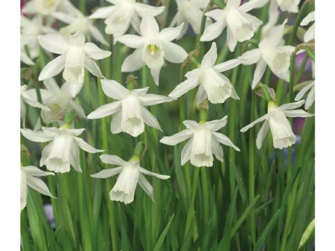 Narcis bot. 'Elka'