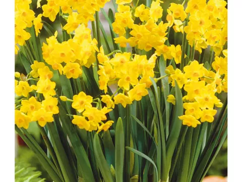 Narcis tazetta 'Grand Soleil d'Or'