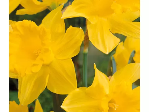 Narcis bot. 'Jedna'