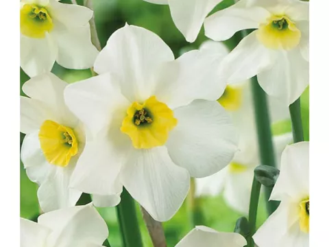Narcis bot. 'Lieke'