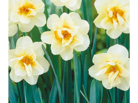 Narcis dubbel/doubles 'Mary Copeland'